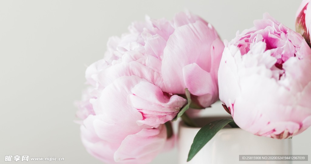 小清新唯美自然花朵