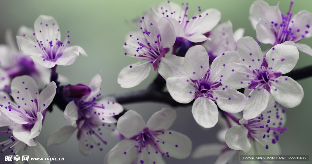 小清新唯美自然花朵