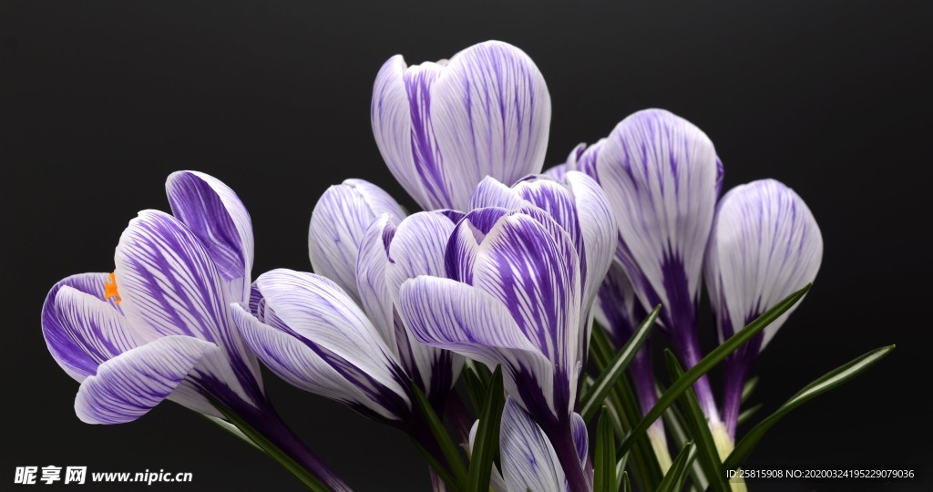 小清新唯美自然花朵