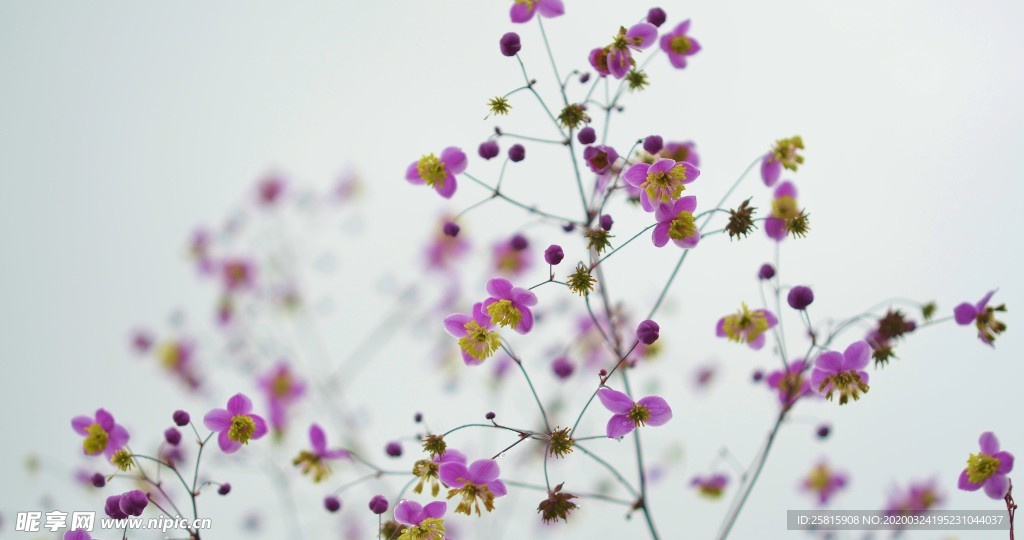 小清新唯美自然花朵