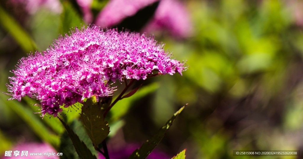 小清新唯美自然花朵