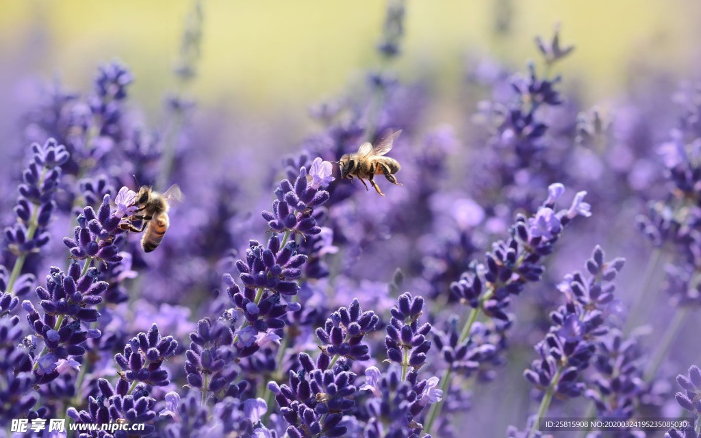 小清新唯美自然花朵