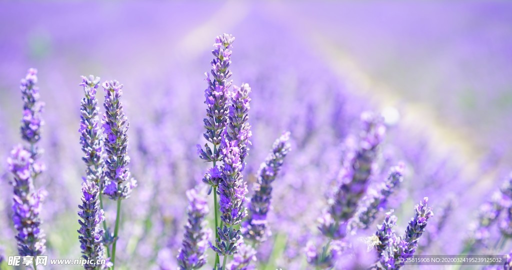 小清新唯美自然花朵