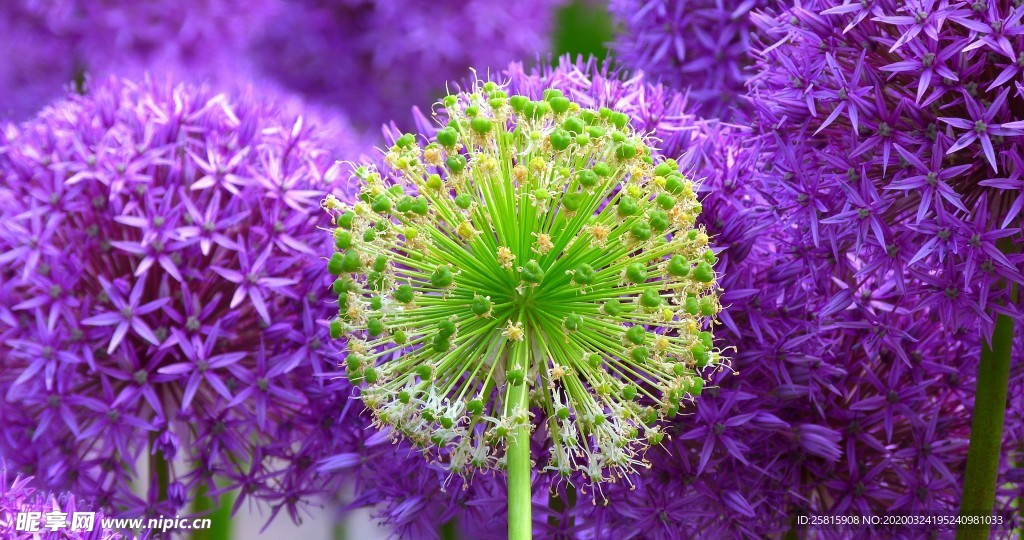 小清新唯美自然花朵