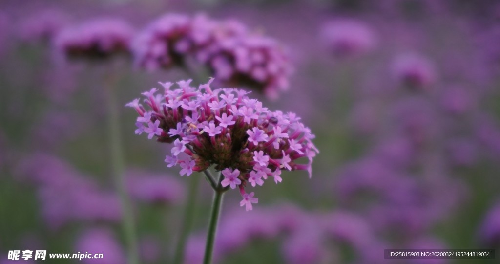 小清新唯美自然花朵