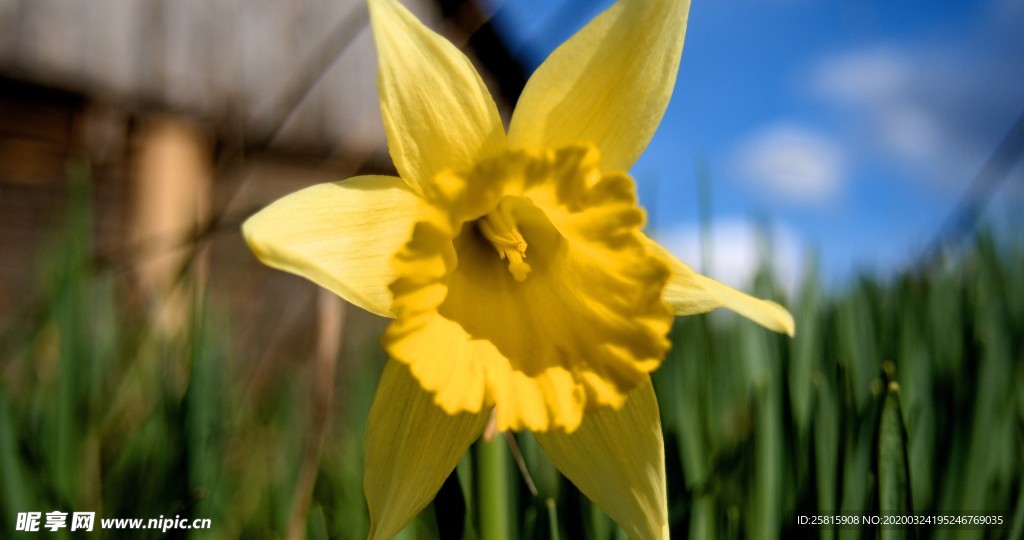 小清新唯美自然花朵