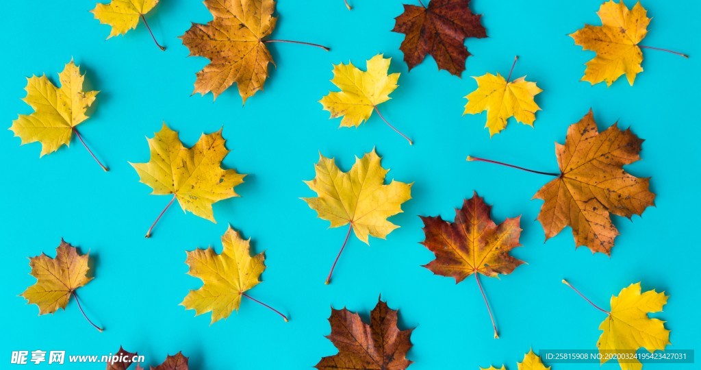 枫叶枫树枫林深秋唯美背景