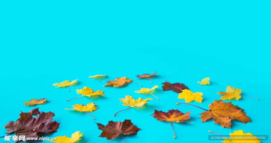 枫叶枫树枫林深秋唯美背景