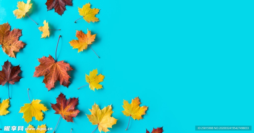 枫叶枫树枫林深秋唯美背景