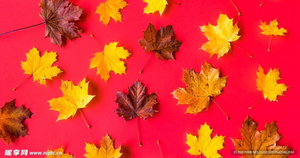 枫叶枫树枫林深秋唯美背景