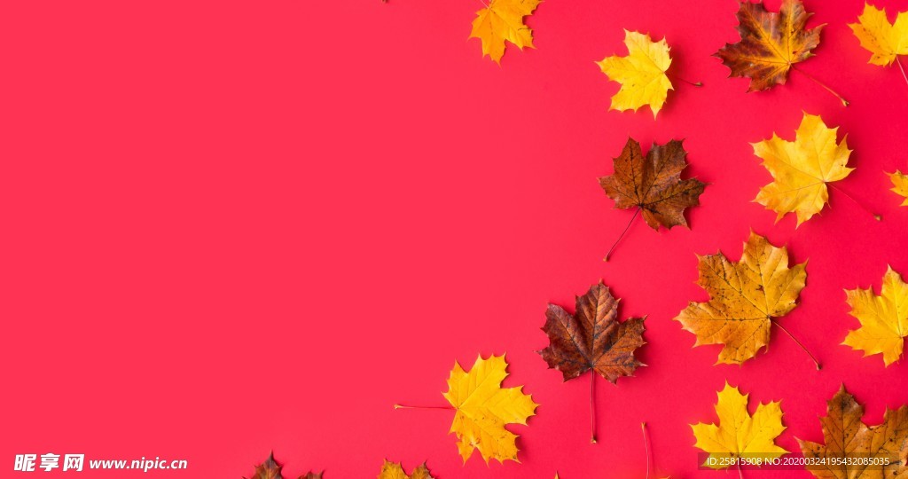 枫叶枫树枫林深秋唯美背景