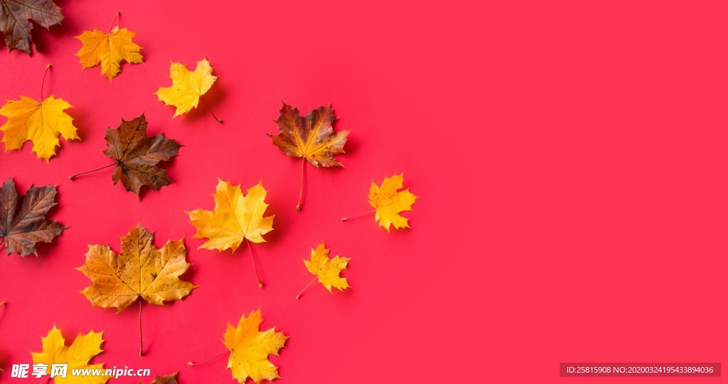 枫叶枫树枫林深秋唯美背景