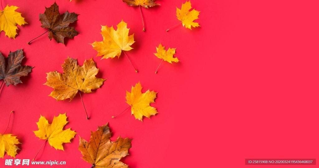 枫叶枫树枫林深秋唯美背景