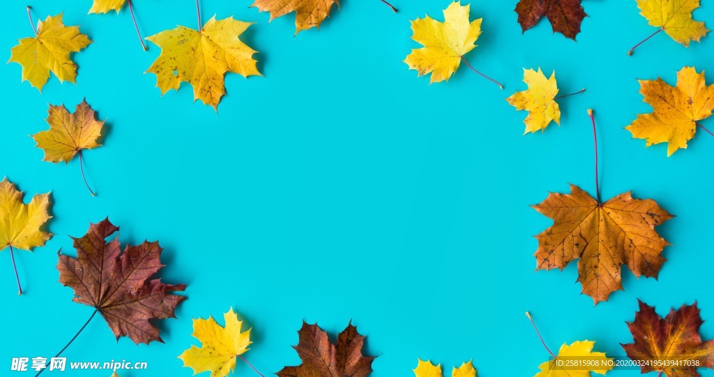 枫叶枫树枫林深秋唯美背景