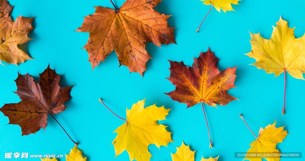 枫叶枫树枫林深秋唯美背景