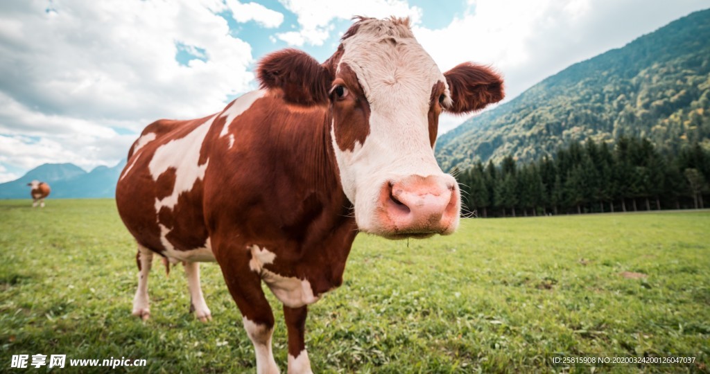 奶牛肉牛养殖图片