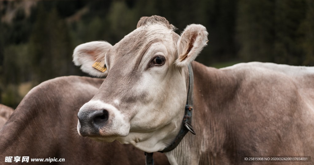 奶牛肉牛养殖图片