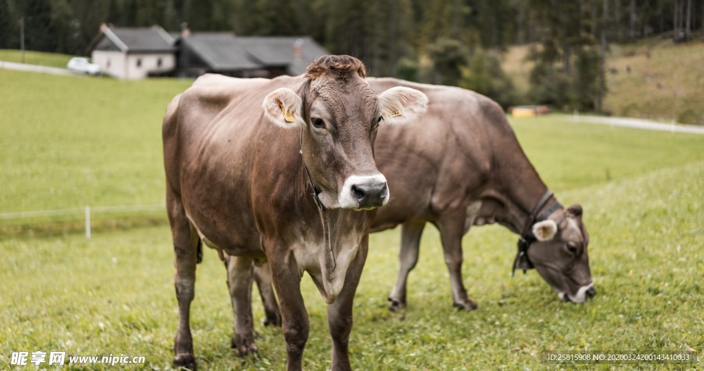 奶牛肉牛养殖图片