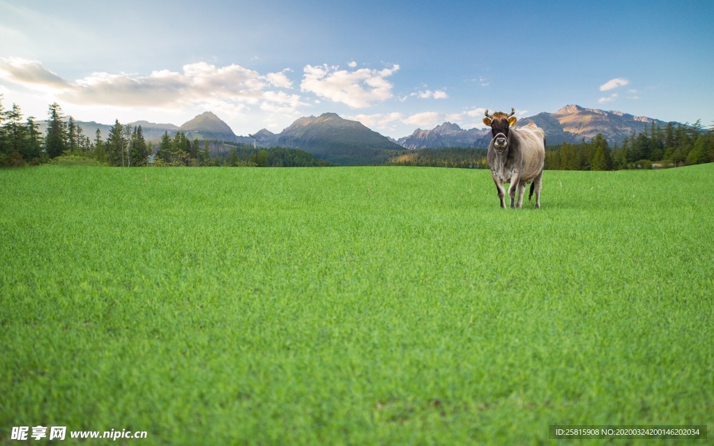 奶牛肉牛养殖图片