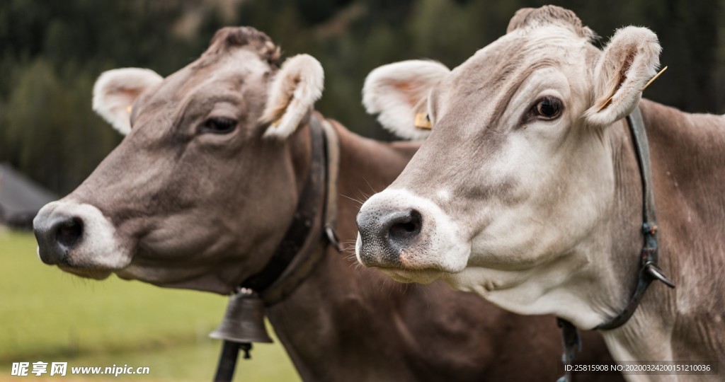 奶牛肉牛养殖图片