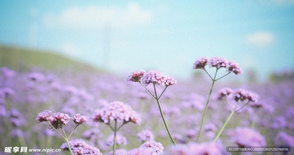 小清新唯美自然花朵