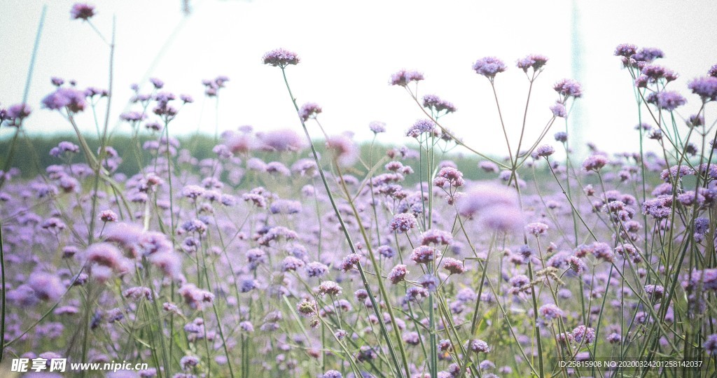 小清新唯美自然花朵
