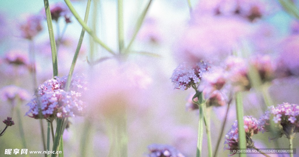 小清新唯美自然花朵