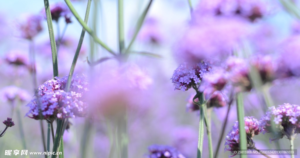 小清新唯美自然花朵
