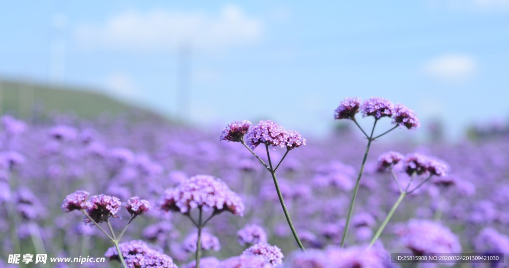 小清新唯美自然花朵