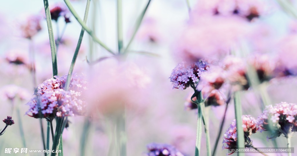 小清新唯美自然花朵