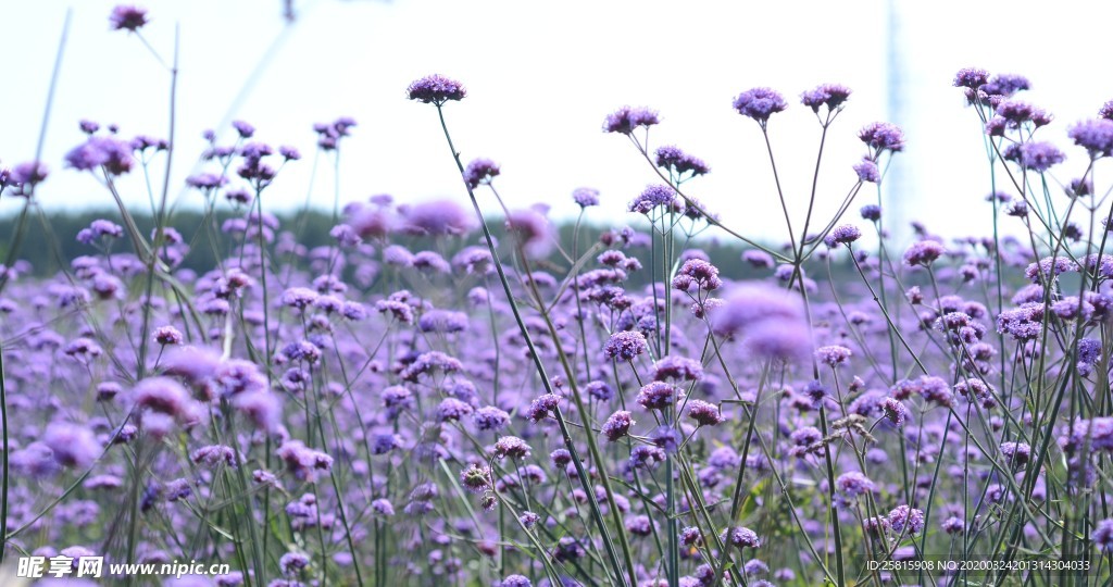 小清新唯美自然花朵