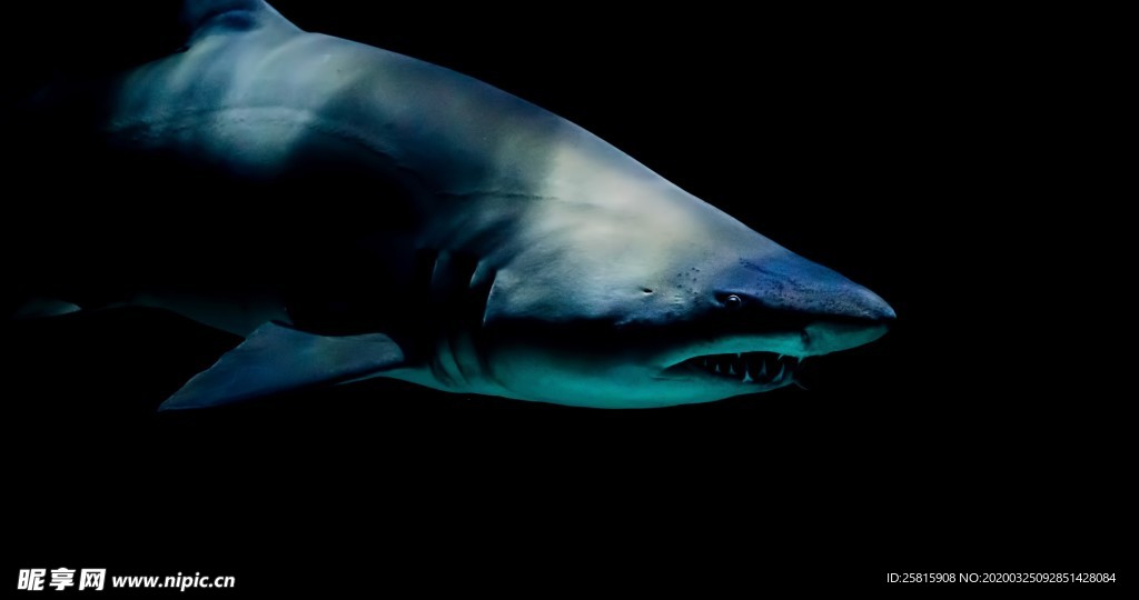 海洋生物鲨鱼霸主