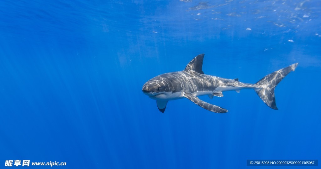 海洋生物鲨鱼霸主