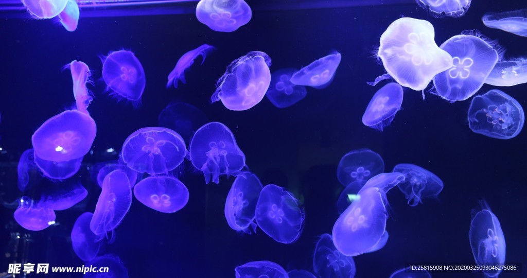 海洋生物海底世界