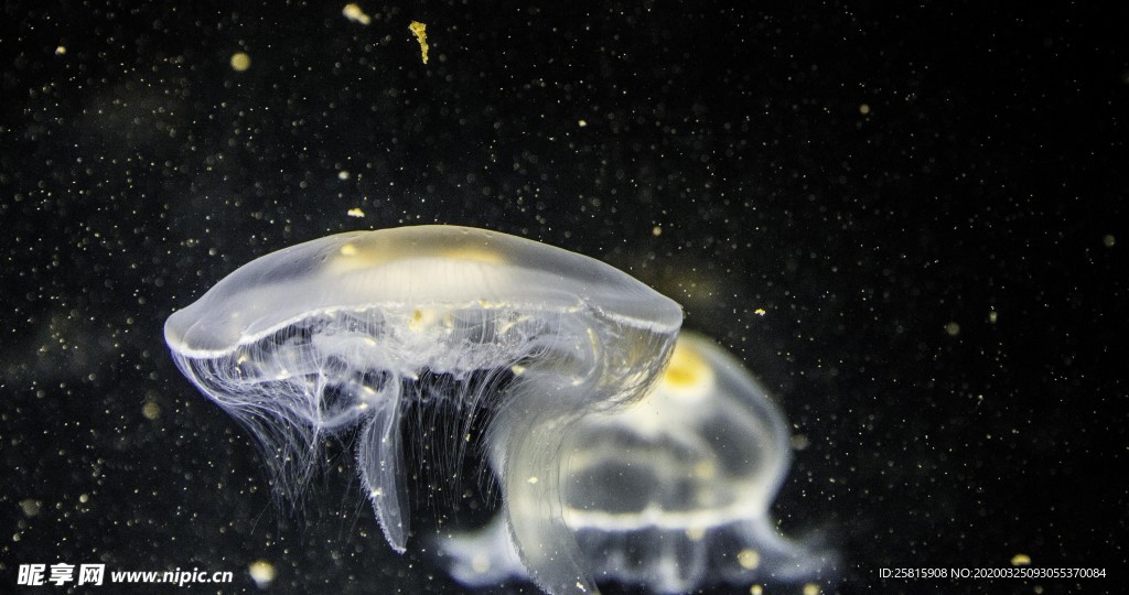 海洋生物海底世界