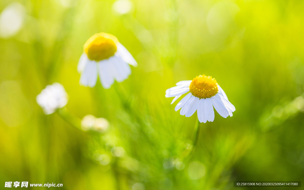 小清新唯美朦胧花朵