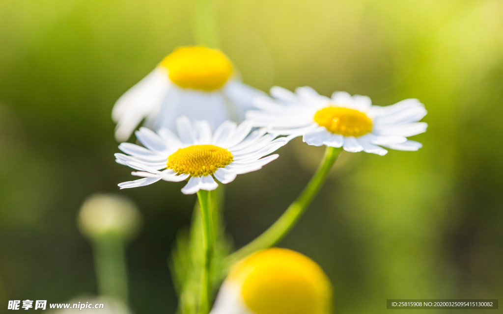 小清新唯美朦胧花朵