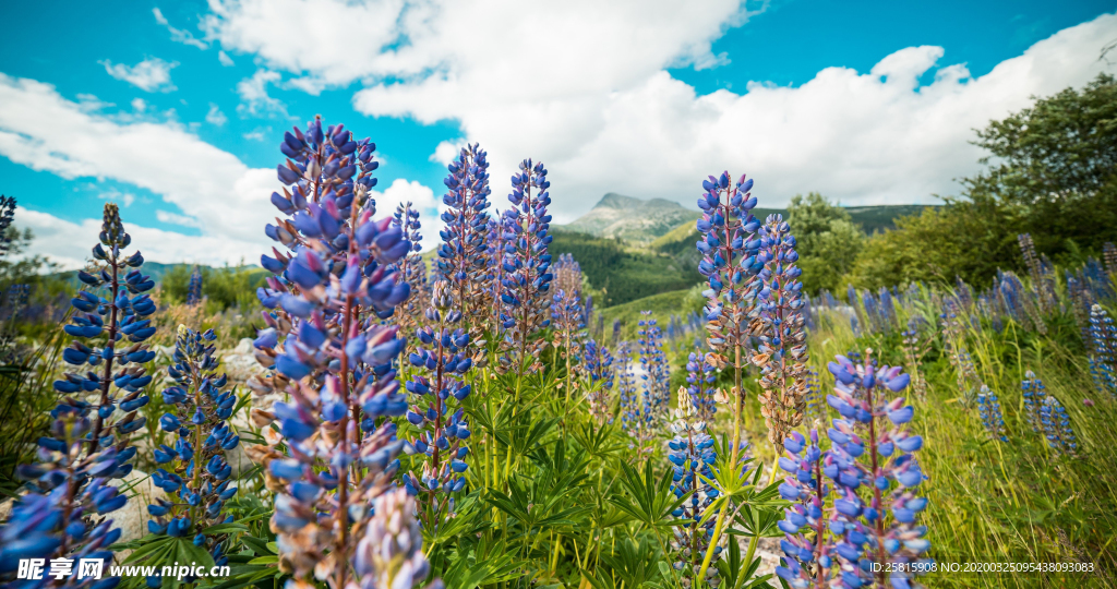 薰衣草田园图片
