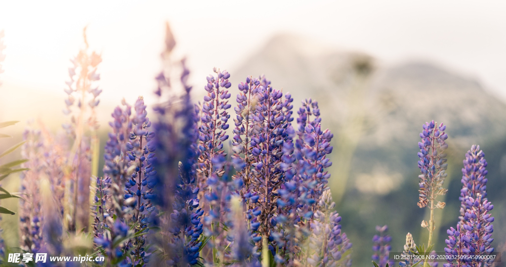 薰衣草田园图片