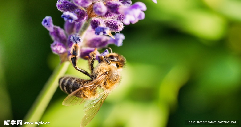 花间隐者小蜂蜜图片