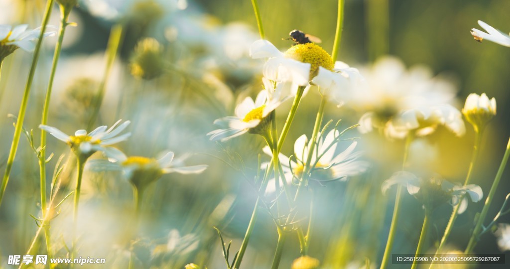 花间隐者小蜂蜜图片