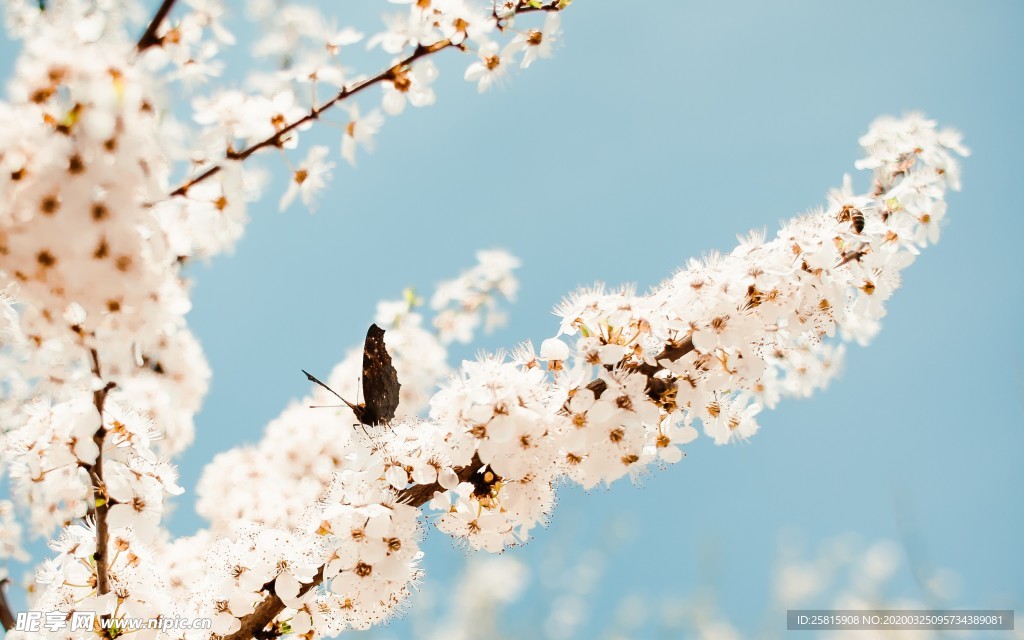 花间隐者小蜂蜜图片
