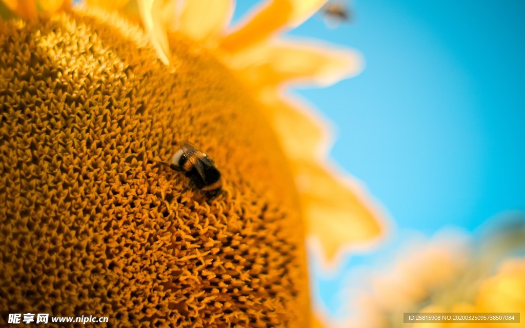 花间隐者小蜂蜜图片