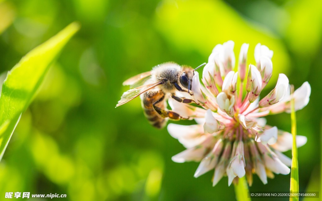 花间隐者小蜂蜜图片