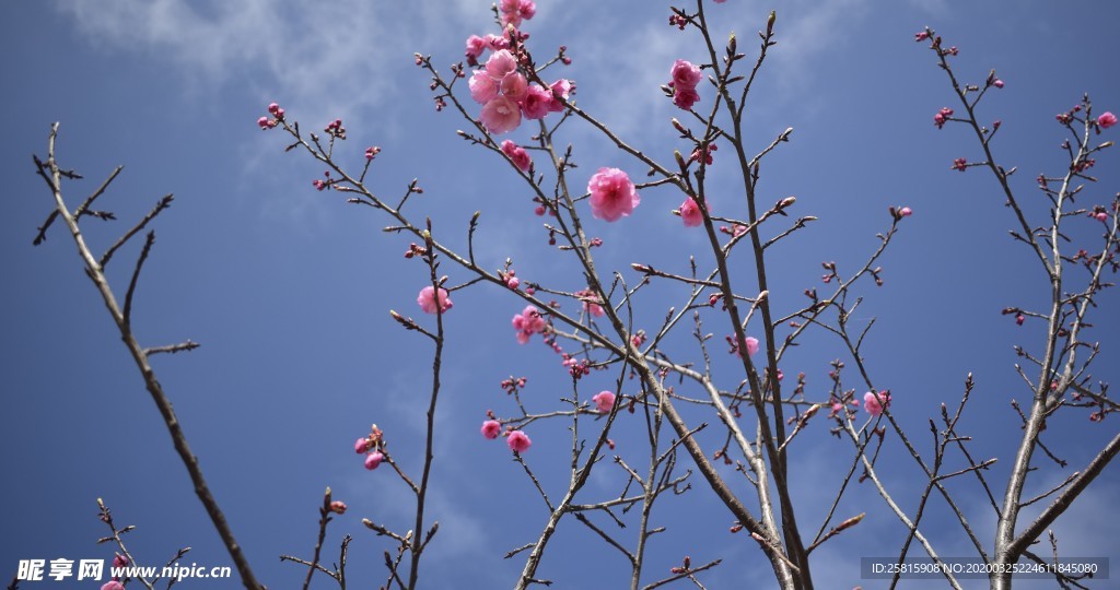 樱花桃花花艺图片