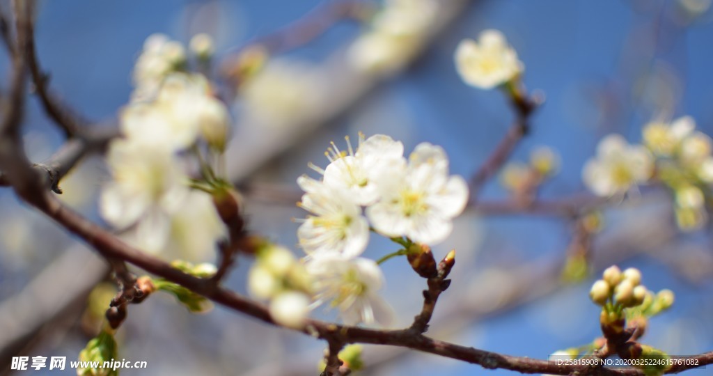 樱花桃花花艺图片
