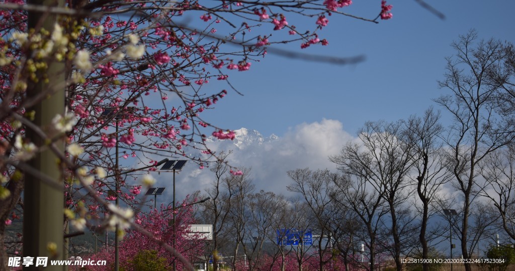 樱花桃花花艺图片