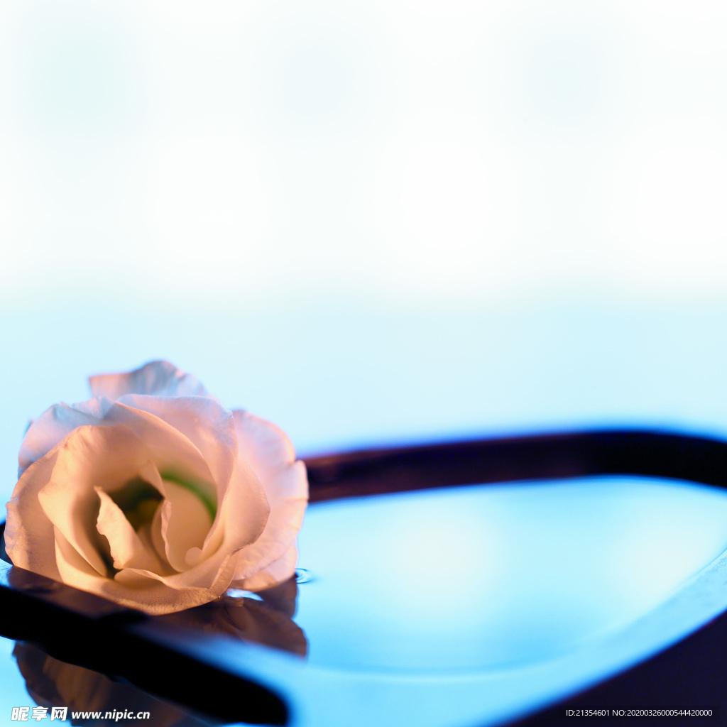 SPa会所  会所静物 花