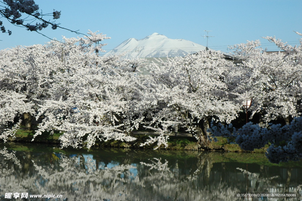 日本樱花