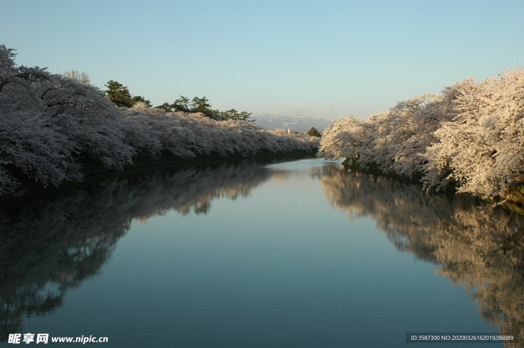 河边樱花树